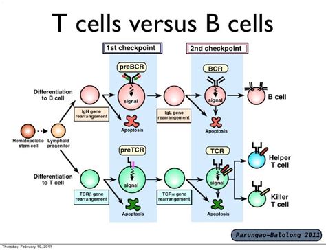 15.4C: B Cells and T Cells .